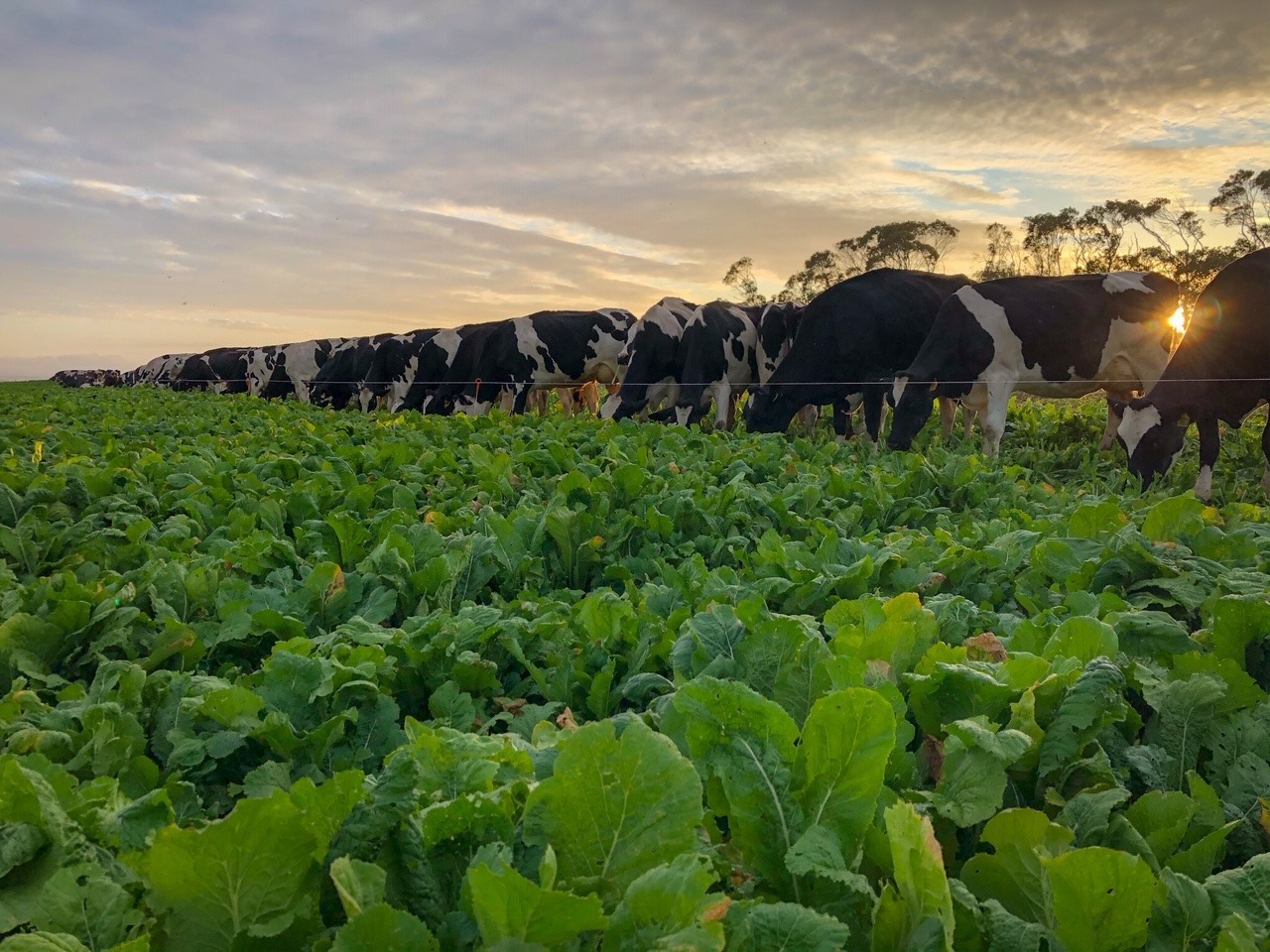 Cows grazing in turnip summer crop