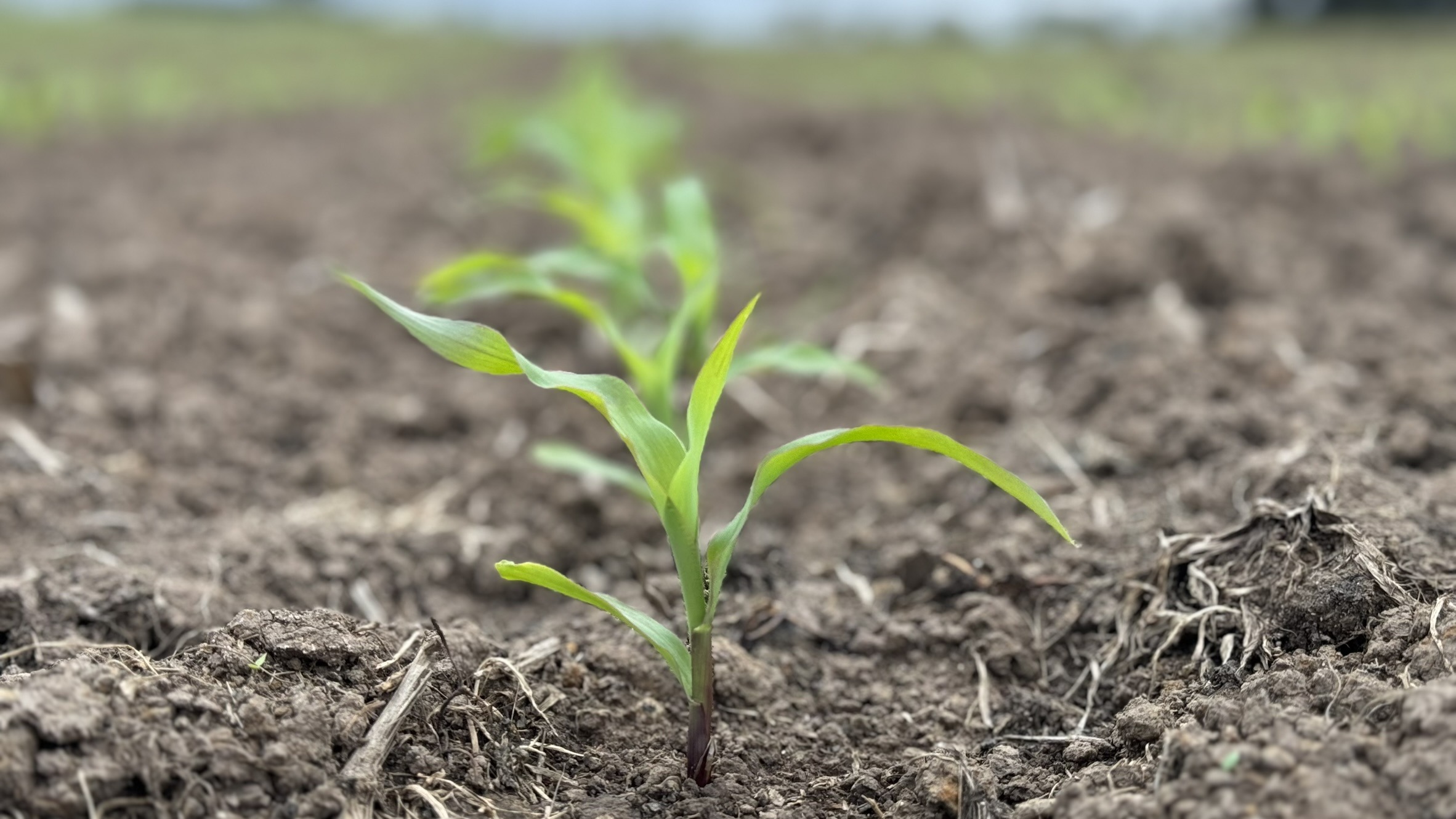 Maize plant growth Webber & Chivell