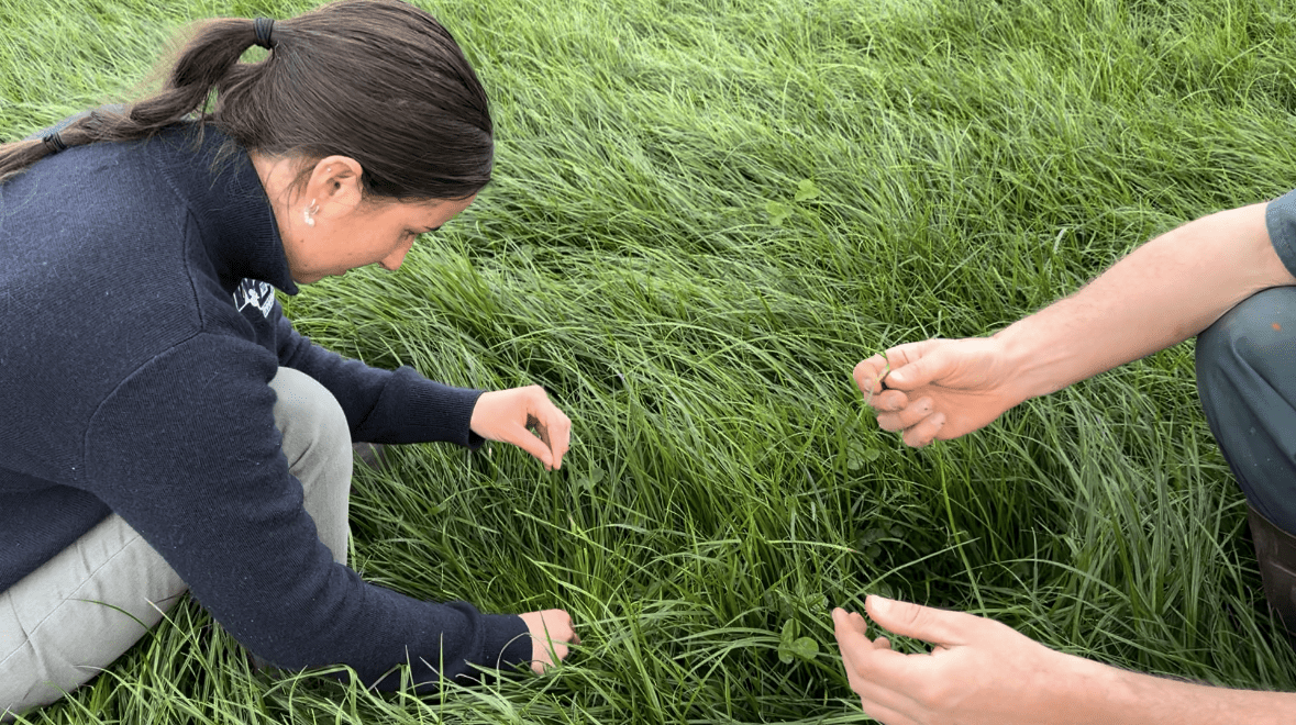 Pasture management Webber and Chivell