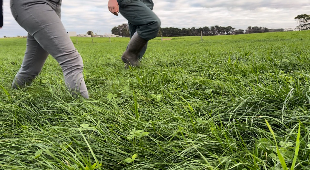 Pasture growth and rotation lengths Webber and Chivell