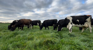 Dairy herd grazing in paddock with pasture after application of fertilisers of Webber and Chivell