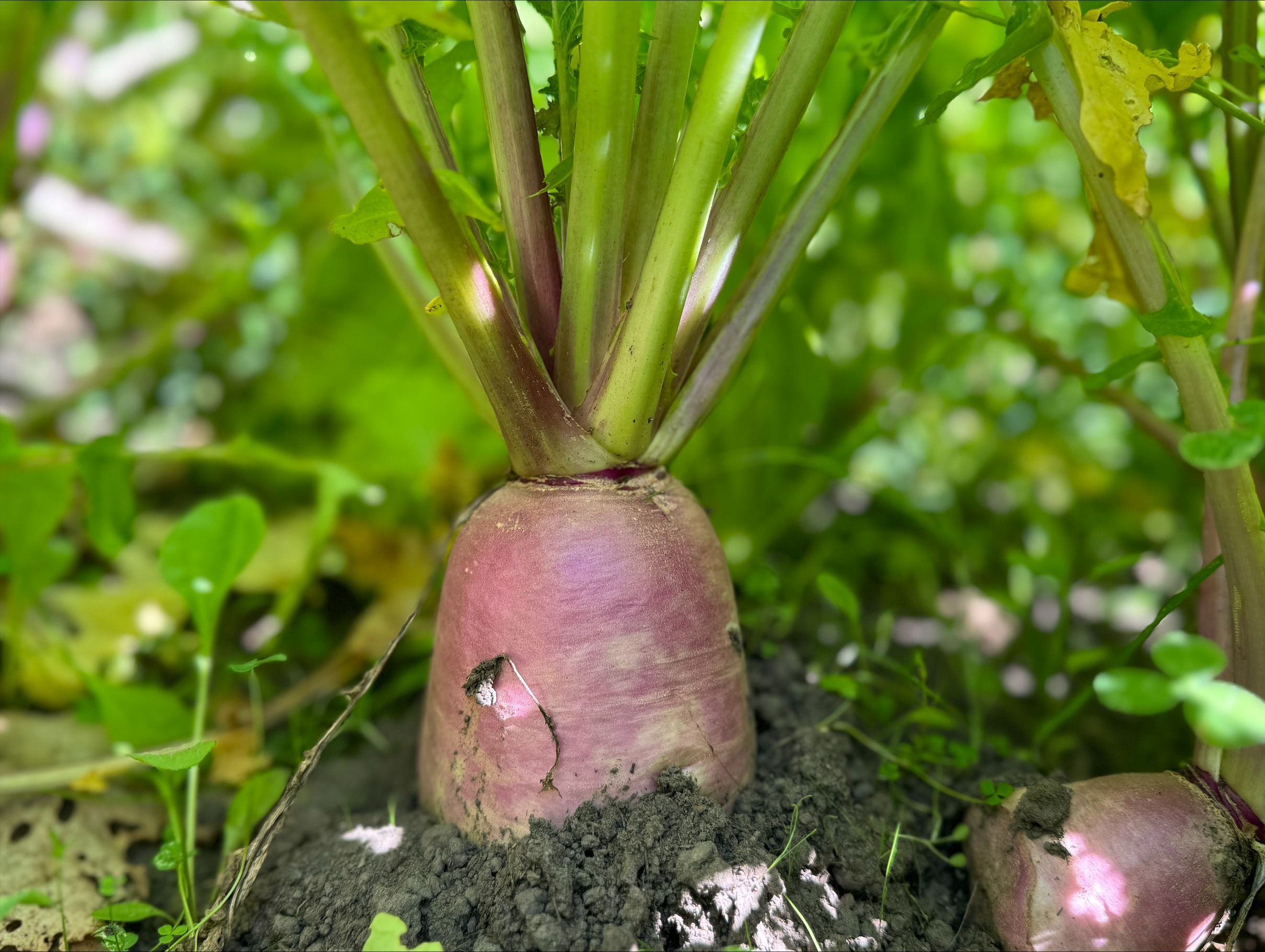 Spring and fodder day