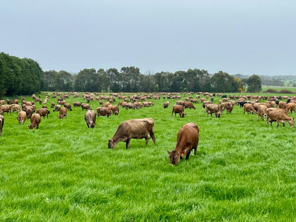 feed wedge for dairy herd